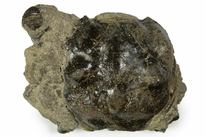 Cretaceous Crab (Dakoticaucer) Fossil - Mississippi #315758